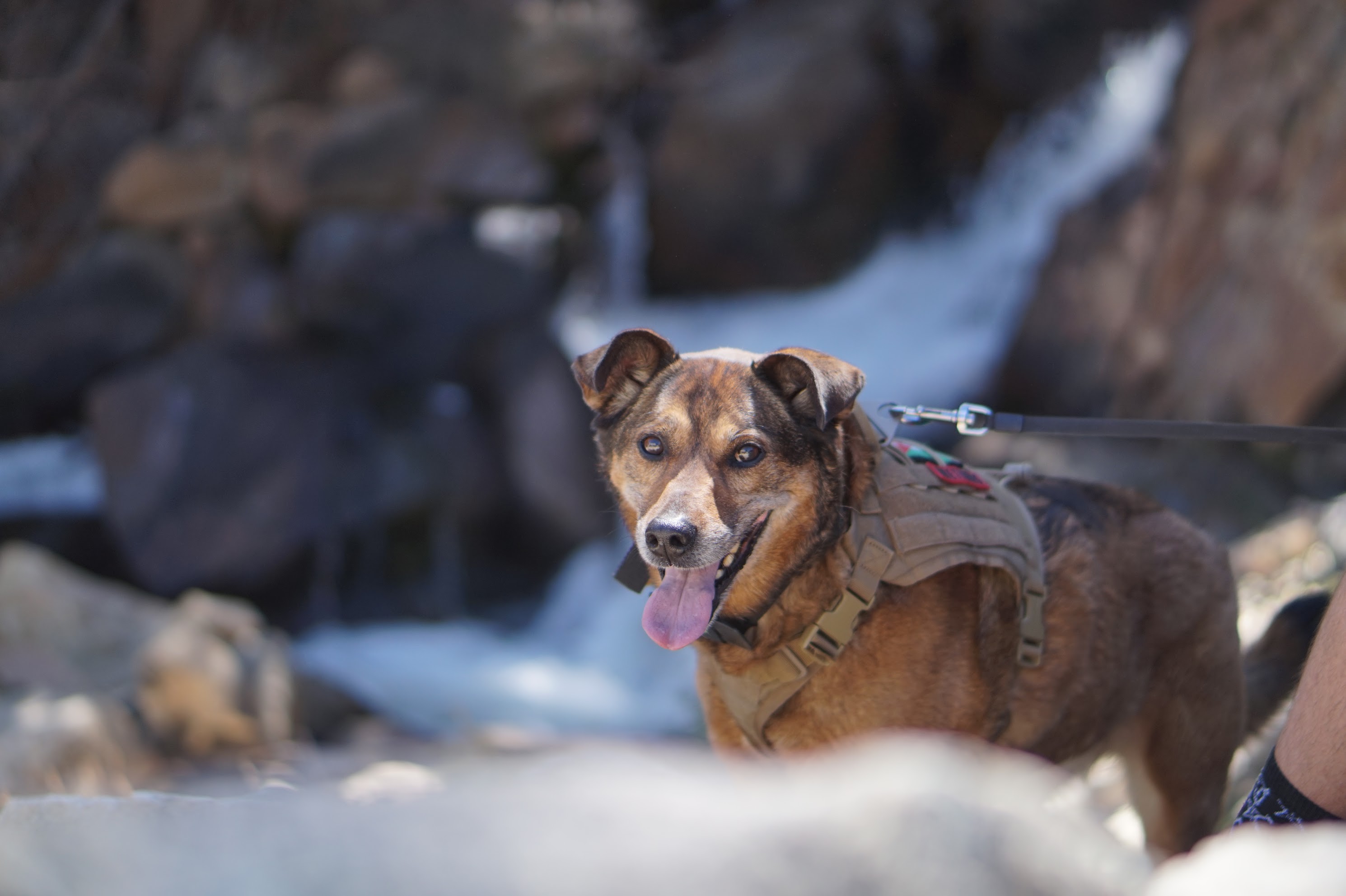 Bessie standing beside a mountain creek on a hike, tongue out and happy