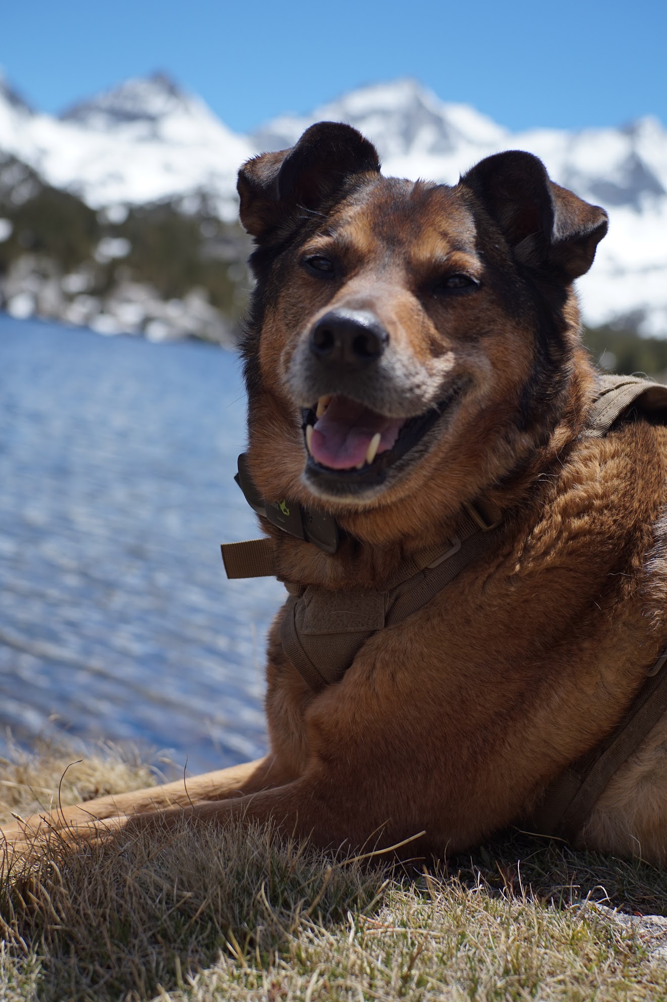 Bessie, a smiling brown dog, resting on the grass by an alpine lake